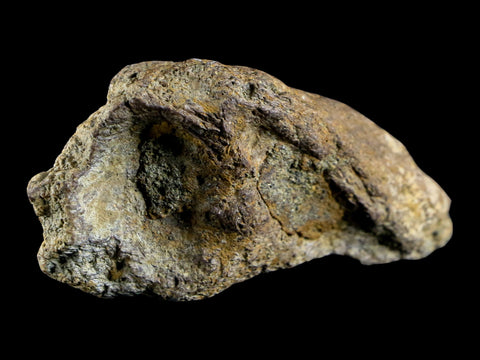 2.9" Torosaurus Fossil Skull Bone Lance Creek FM Cretaceous Wyoming Dinosaur COA - Fossil Age Minerals