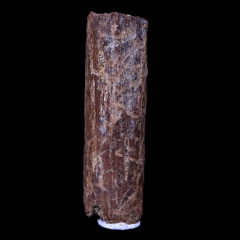 1" Hadrosaur Dinosaur Tendon Fossil Lance Creek FM Cretaceous WY COA Display - Fossil Age Minerals