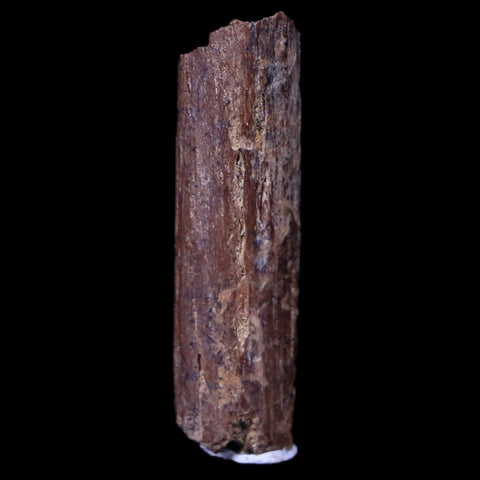 1" Hadrosaur Dinosaur Tendon Fossil Lance Creek FM Cretaceous WY COA Display - Fossil Age Minerals