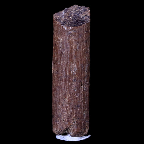 1" Hadrosaur Dinosaur Tendon Fossil Lance Creek FM Cretaceous WY COA Display - Fossil Age Minerals