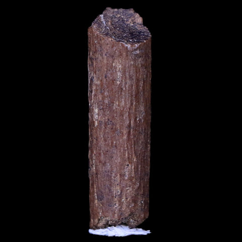 1" Hadrosaur Dinosaur Tendon Fossil Lance Creek FM Cretaceous WY COA Display - Fossil Age Minerals