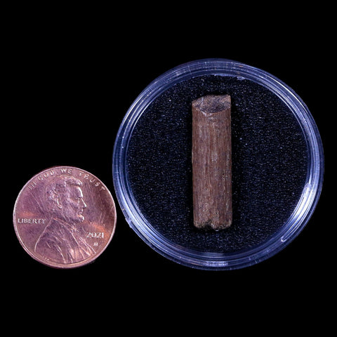 1" Hadrosaur Dinosaur Tendon Fossil Lance Creek FM Cretaceous WY COA Display - Fossil Age Minerals