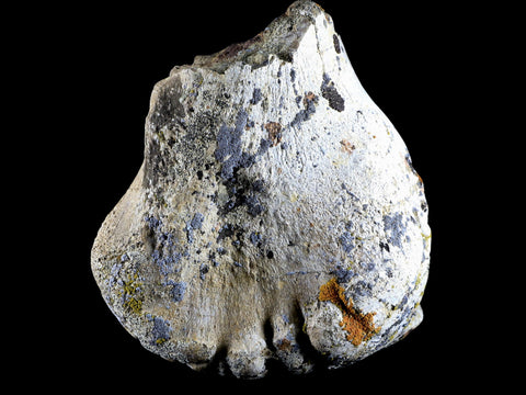 5.4" Torosaurus Fossil Metatarsal Bone Lance Creek FM Cretaceous WY Dinosaur COA - Fossil Age Minerals