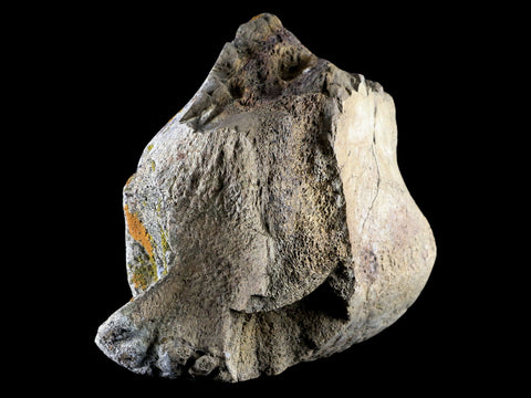 5.4" Torosaurus Fossil Metatarsal Bone Lance Creek FM Cretaceous WY Dinosaur COA - Fossil Age Minerals