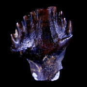 0.4" Ankylosaurus Fossil Tooth Lance Creek FM Cretaceous Dinosaur WY COA & Display