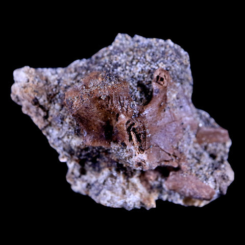 1.3" Pachycephalosaurus Dinosaur Fossil In Matrix Bone Lance Creek FM WY COA - Fossil Age Minerals