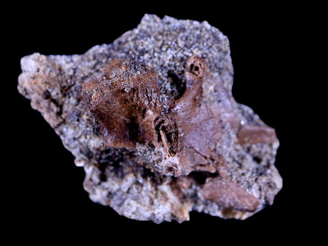 1.3" Pachycephalosaurus Dinosaur Fossil In Matrix Bone Lance Creek FM WY COA - Fossil Age Minerals