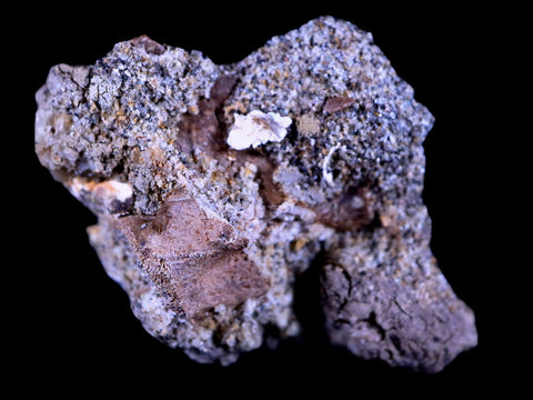 1.3" Pachycephalosaurus Dinosaur Fossil In Matrix Bone Lance Creek FM WY COA - Fossil Age Minerals
