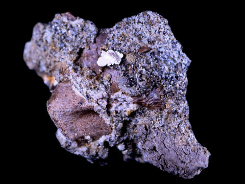 1.3" Pachycephalosaurus Dinosaur Fossil In Matrix Bone Lance Creek FM WY COA - Fossil Age Minerals
