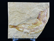 2.8" Scombroclupea Fossil Fish Plate Cretaceous Dinosaur Age Lebanon COA & Stand