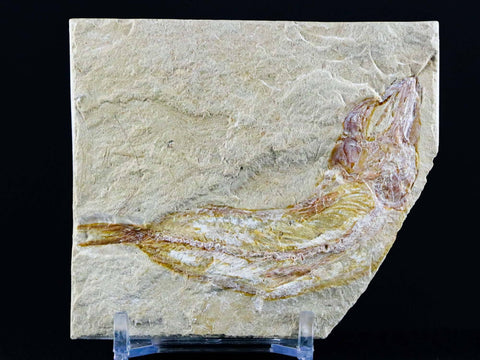 2.8" Scombroclupea Fossil Fish Plate Cretaceous Dinosaur Age Lebanon COA & Stand - Fossil Age Minerals