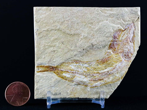 2.8" Scombroclupea Fossil Fish Plate Cretaceous Dinosaur Age Lebanon COA & Stand - Fossil Age Minerals
