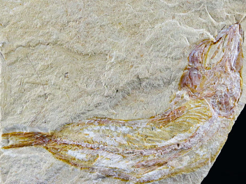 2.8" Scombroclupea Fossil Fish Plate Cretaceous Dinosaur Age Lebanon COA & Stand - Fossil Age Minerals