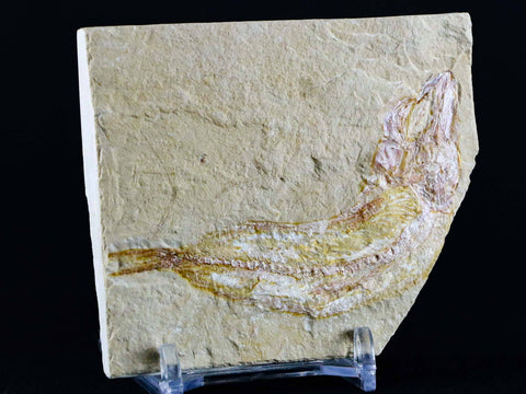 2.8" Scombroclupea Fossil Fish Plate Cretaceous Dinosaur Age Lebanon COA & Stand - Fossil Age Minerals