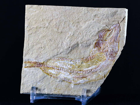 2.8" Scombroclupea Fossil Fish Plate Cretaceous Dinosaur Age Lebanon COA & Stand - Fossil Age Minerals