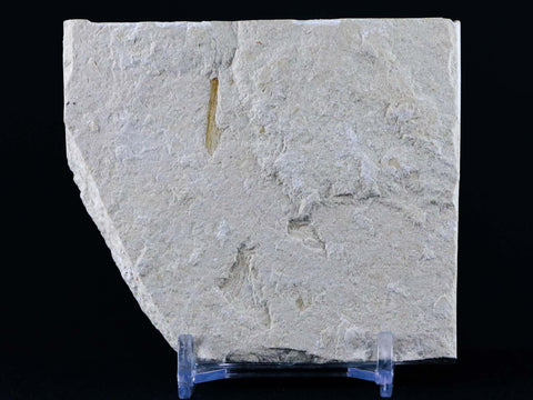 2.8" Scombroclupea Fossil Fish Plate Cretaceous Dinosaur Age Lebanon COA & Stand - Fossil Age Minerals