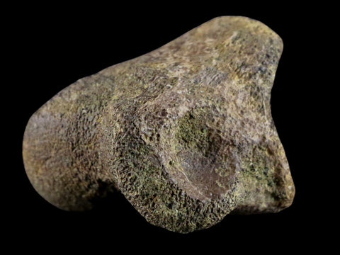 1.2" Pachycephalosaurus Fossil Toe Bone Lance Creek WY Cretaceous Dinosaur COA - Fossil Age Minerals