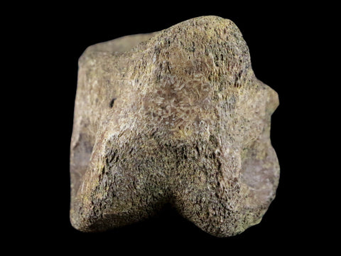 1.2" Pachycephalosaurus Fossil Toe Bone Lance Creek WY Cretaceous Dinosaur COA - Fossil Age Minerals