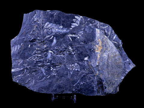 XL 9.2" Alethopteris Fern Plant Leaf Fossil Carboniferous Age Llewellyn FM ST Clair, PA - Fossil Age Minerals