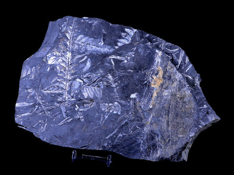 XL 9.2" Alethopteris Fern Plant Leaf Fossil Carboniferous Age Llewellyn FM ST Clair, PA - Fossil Age Minerals