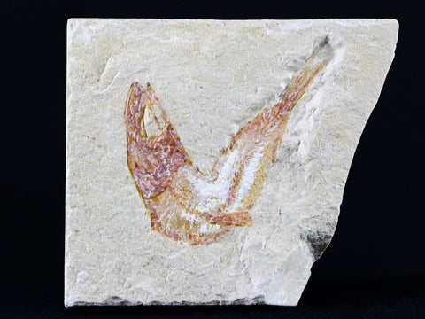 1.5" Scombroclupea Fossil Fish Plate Cretaceous Dinosaur Age Lebanon COA - Fossil Age Minerals