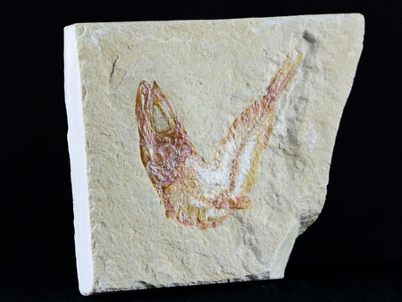 1.5" Scombroclupea Fossil Fish Plate Cretaceous Dinosaur Age Lebanon COA