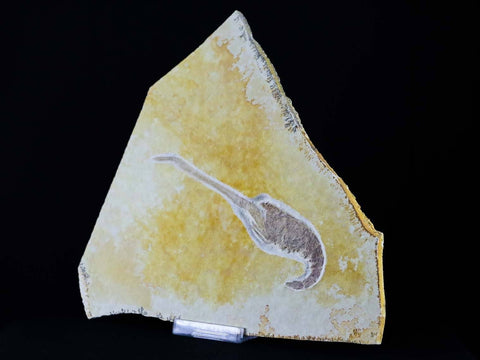 4.6" Mecochirus longimanatus Fossil Lobster Jurassic Age Solnhofen Germany Stand - Fossil Age Minerals