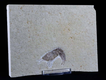 1.6" Aeger Tipularius Fossil Shrimp Upper Jurassic Age Solnhofen FM, Germany Stand