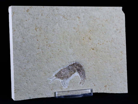 1.6" Aeger Tipularius Fossil Shrimp Upper Jurassic Age Solnhofen FM, Germany Stand - Fossil Age Minerals