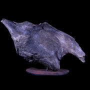 XXL 20.5" Maiasaura Hadrosaur Dinosaur IIuim Fossil Bone Two Medicine FM MT COA