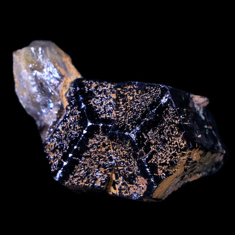 1.3" Natural Rough Schorl Black Tourmaline Mineral Erongo Mountains, Namibia - Fossil Age Minerals