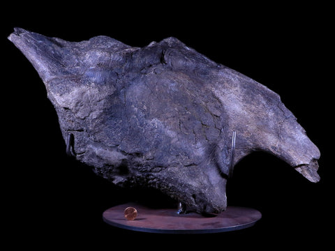 XXL 20.5" Maiasaura Hadrosaur Dinosaur IIuim Fossil Bone Two Medicine FM MT COA - Fossil Age Minerals