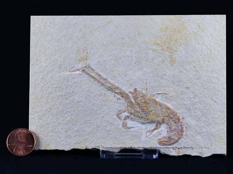 3.5" Mecochirus longimanatus Fossil Lobster Jurassic Age Solnhofen FM, Germany - Fossil Age Minerals
