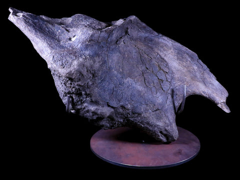XXL 20.5" Maiasaura Hadrosaur Dinosaur IIuim Fossil Bone Two Medicine FM MT COA - Fossil Age Minerals