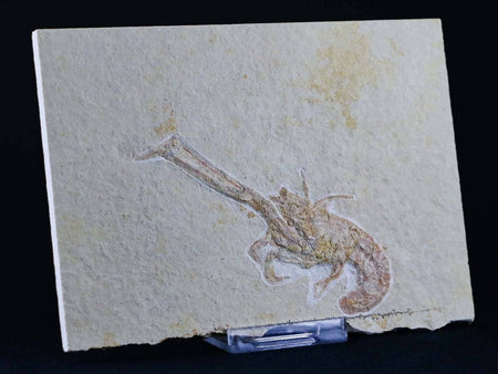 3.5" Mecochirus longimanatus Fossil Lobster Jurassic Age Solnhofen FM, Germany