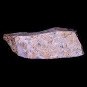 1.6" Gryposaurus Fossil Bone Specimen Duck-Billed Dinosaur Judith River MT COA