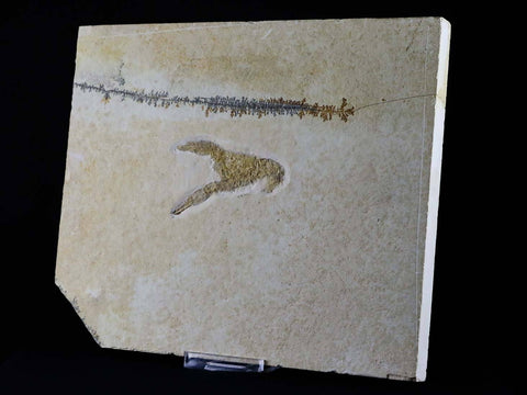Eryma Modestiformisi Fossil Lobster Upper Jurassic Age Solnhofen Formation, Germany 2.2 IN Free Stand - Fossil Age Minerals