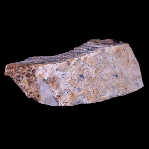 1.6" Gryposaurus Fossil Bone Specimen Duck-Billed Dinosaur Judith River MT COA - Fossil Age Minerals