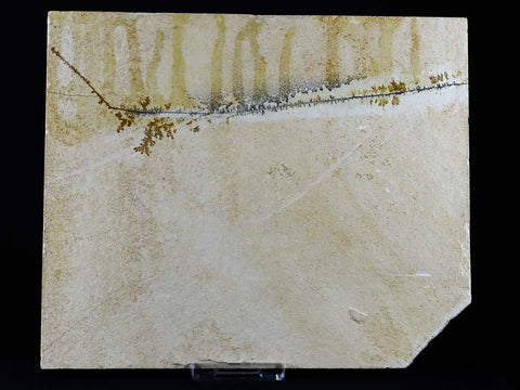 Eryma Modestiformisi Fossil Lobster Upper Jurassic Age Solnhofen Formation, Germany 2.2 IN Free Stand - Fossil Age Minerals