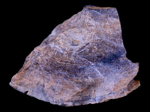 1.6" Gryposaurus Fossil Bone Growth Rings Duck-Billed Dinosaur Judith River MT COA - Fossil Age Minerals