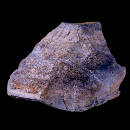1.6" Gryposaurus Fossil Bone Growth Rings Duck-Billed Dinosaur Judith River MT COA