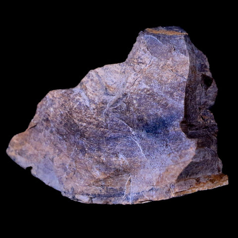 1.6" Gryposaurus Fossil Bone Growth Rings Duck-Billed Dinosaur Judith River MT COA - Fossil Age Minerals