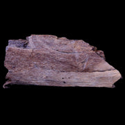 2.2" Gryposaurus Fossil Rib Bone Duck-Billed Dinosaur Judith River Montana COA