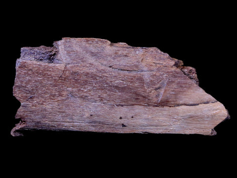 2.2" Gryposaurus Fossil Rib Bone Duck-Billed Dinosaur Judith River Montana COA - Fossil Age Minerals