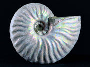 55MM Iridescent Opalized Cleoniceras Ammonite Fossil Cretaceous Madagascar
