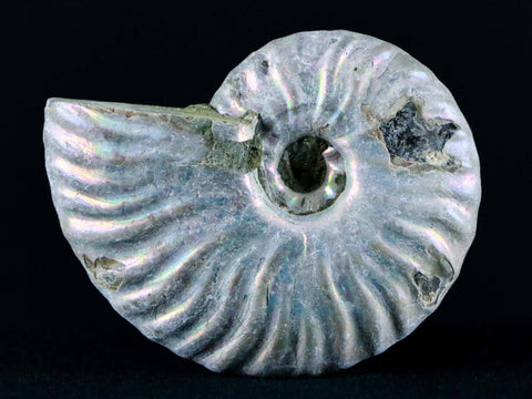 55MM Iridescent Opalized Cleoniceras Ammonite Fossil Cretaceous Madagascar - Fossil Age Minerals