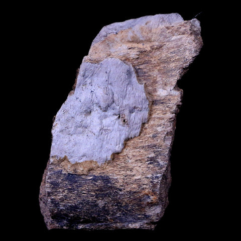 2" Gryposaurus Fossil Rib Bone Duck-Billed Dinosaur Judith River Montana COA - Fossil Age Minerals