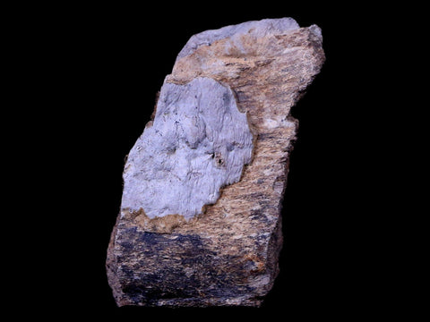 2" Gryposaurus Fossil Rib Bone Duck-Billed Dinosaur Judith River Montana COA - Fossil Age Minerals