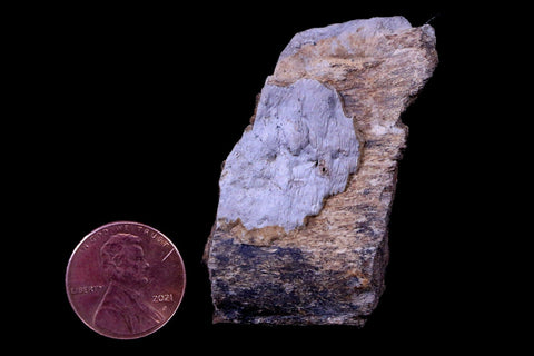 2" Gryposaurus Fossil Rib Bone Duck-Billed Dinosaur Judith River Montana COA - Fossil Age Minerals