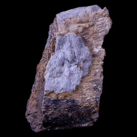 2" Gryposaurus Fossil Rib Bone Duck-Billed Dinosaur Judith River Montana COA - Fossil Age Minerals